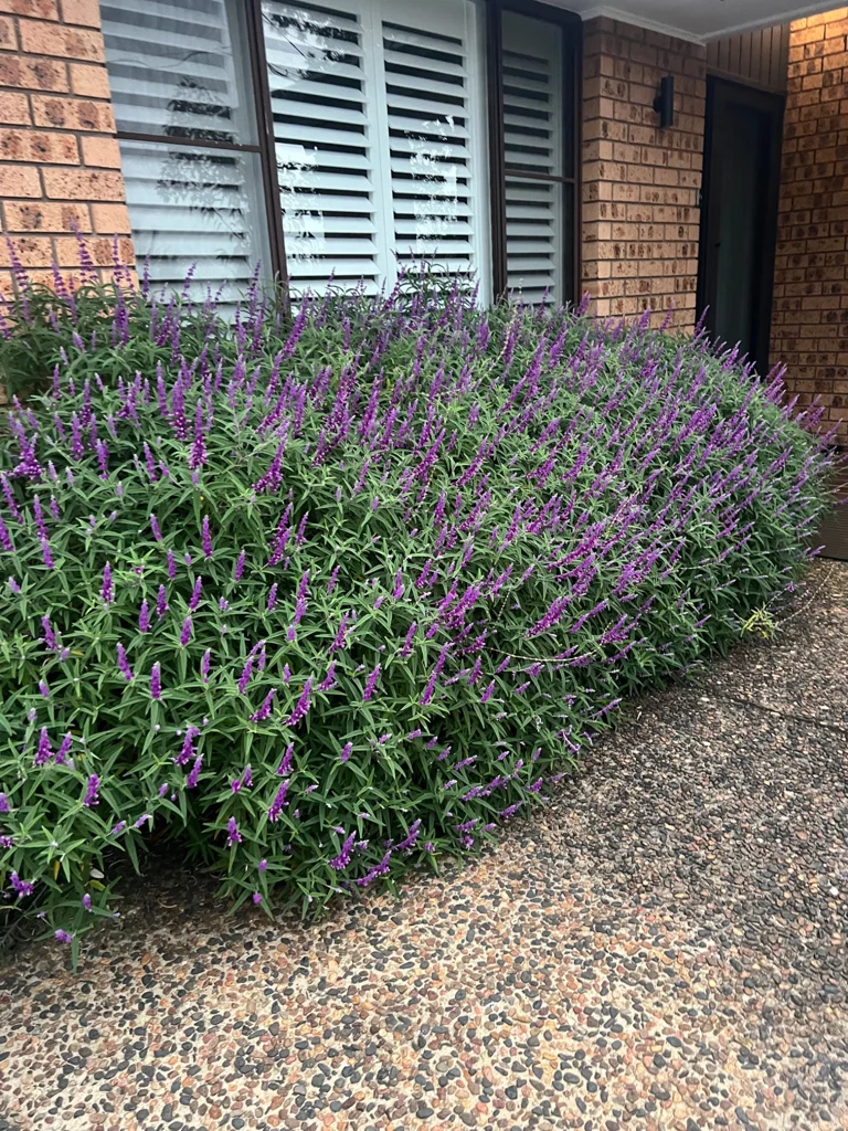 Purple flowers and silver foliage beside a brick home and pebbled path