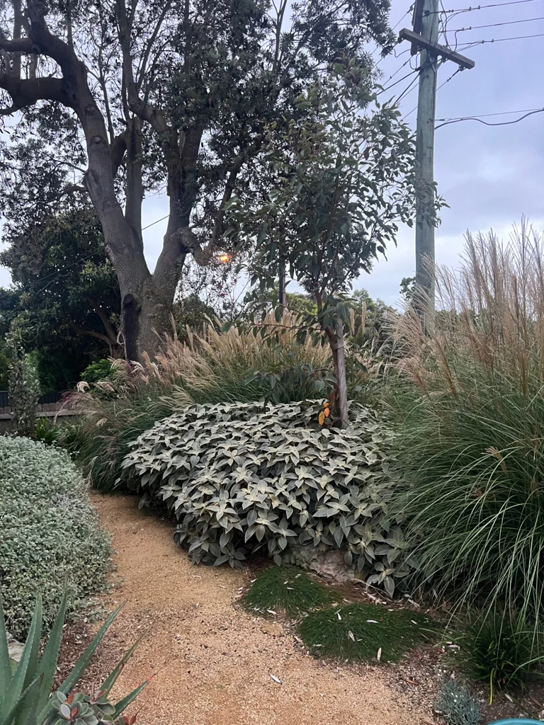 A garden path through silver foliage and tall ornamental grasses