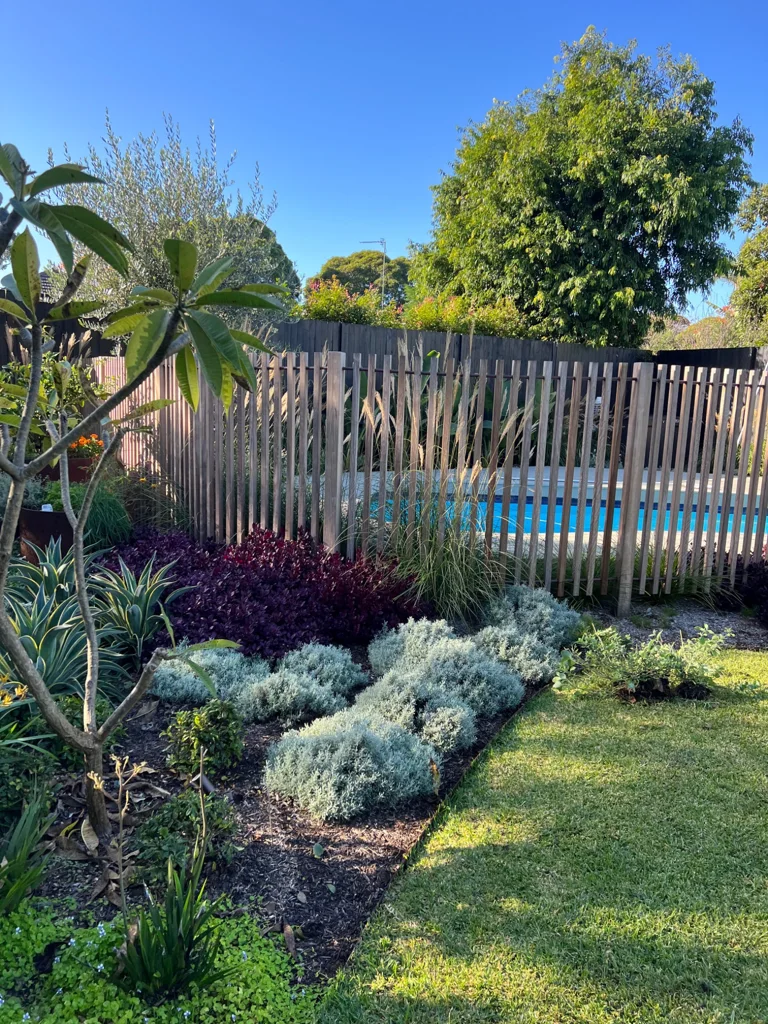 Silver foliage and purple-leaved planting beside the lawn and pool fence