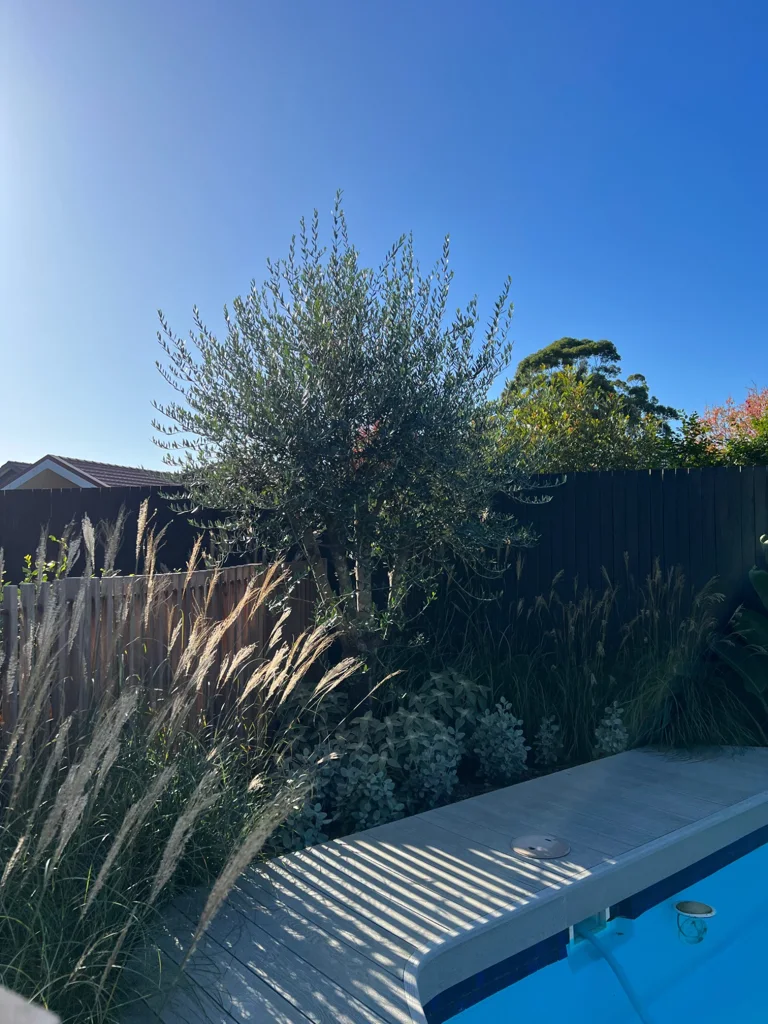 Ornamental grasses and leafy planting beside the pool