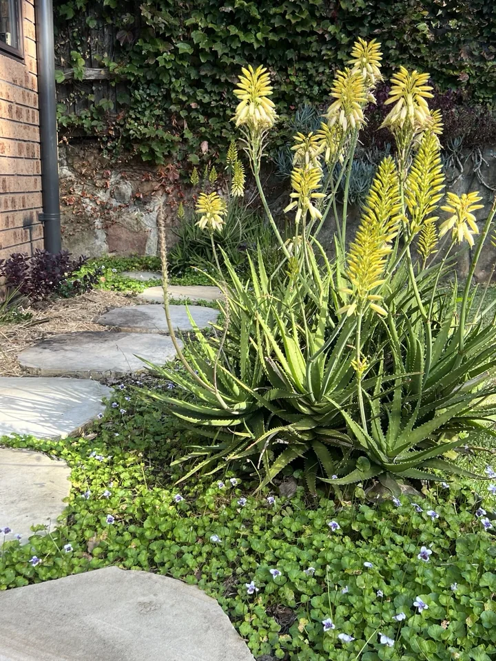 Flowering aloe and layered planting beside a stone path in a Dingo garden