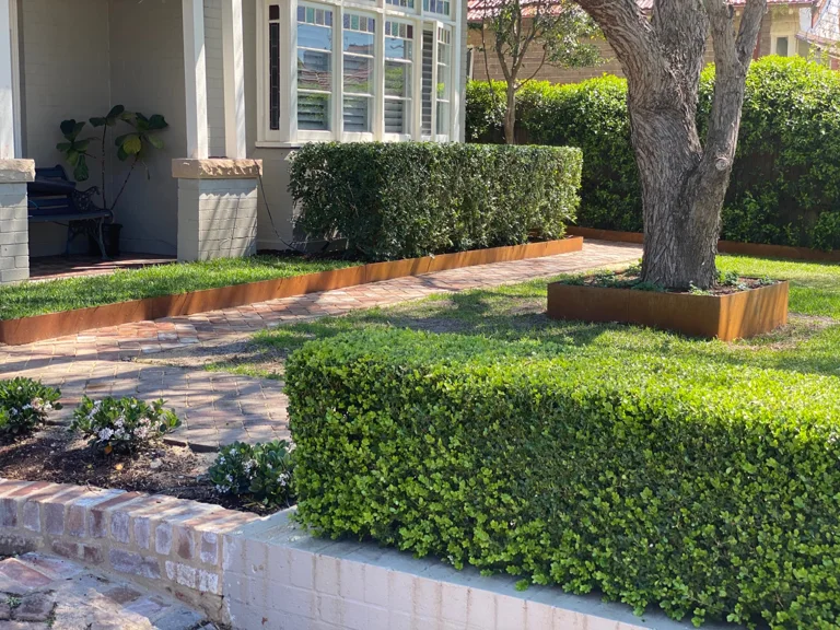 Kensington front garden with clipped hedges, brick paving and an established tree