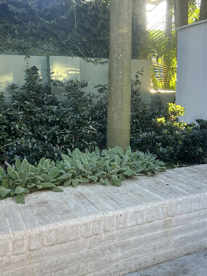 Layered garden planting rising above a pale masonry planter