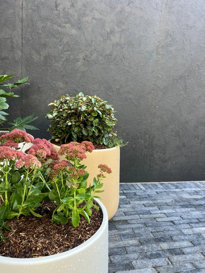 Large courtyard pots with pink flowers beside dark paving