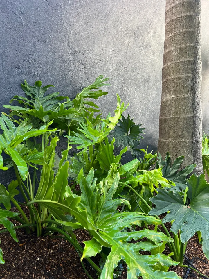 Layered green foliage beneath a palm beside a textured wall