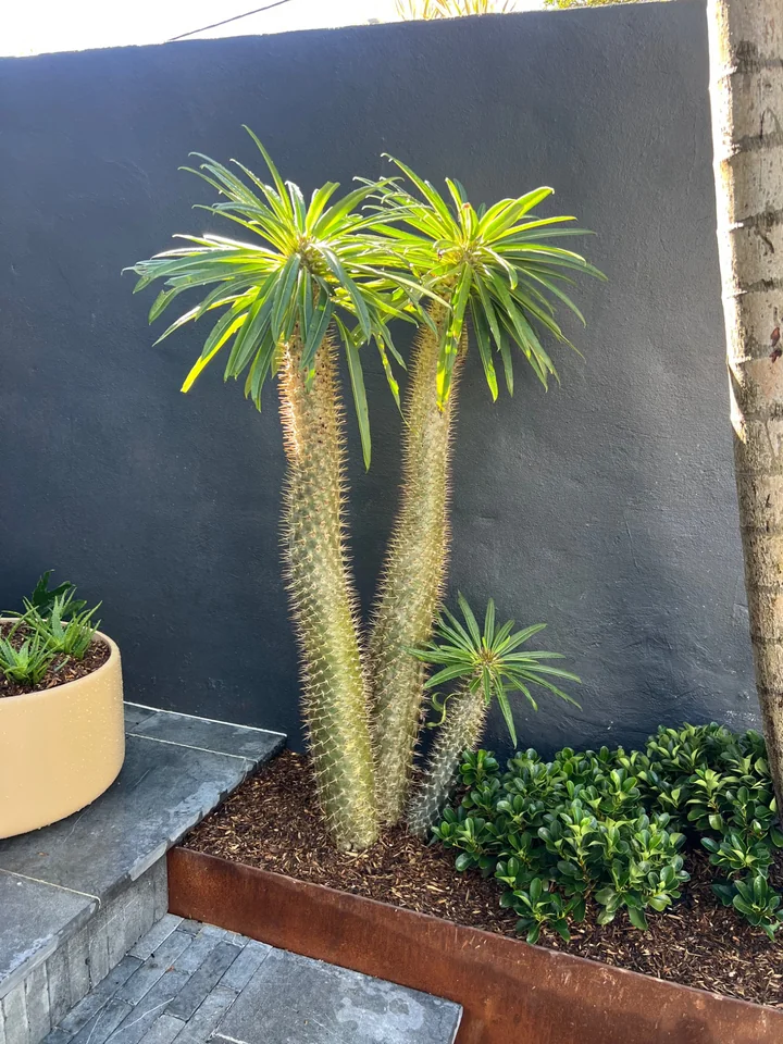 Sculptural spiny plant and low greenery against a charcoal courtyard wall