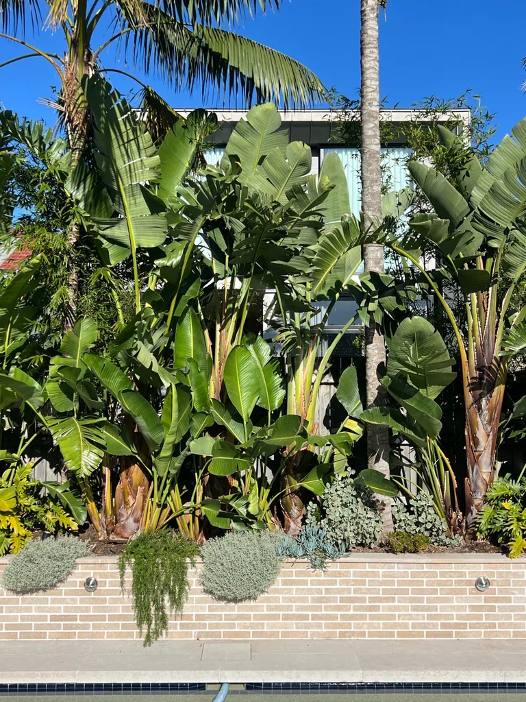 Palms and broad green leaves above a pale brick planter beside a pool