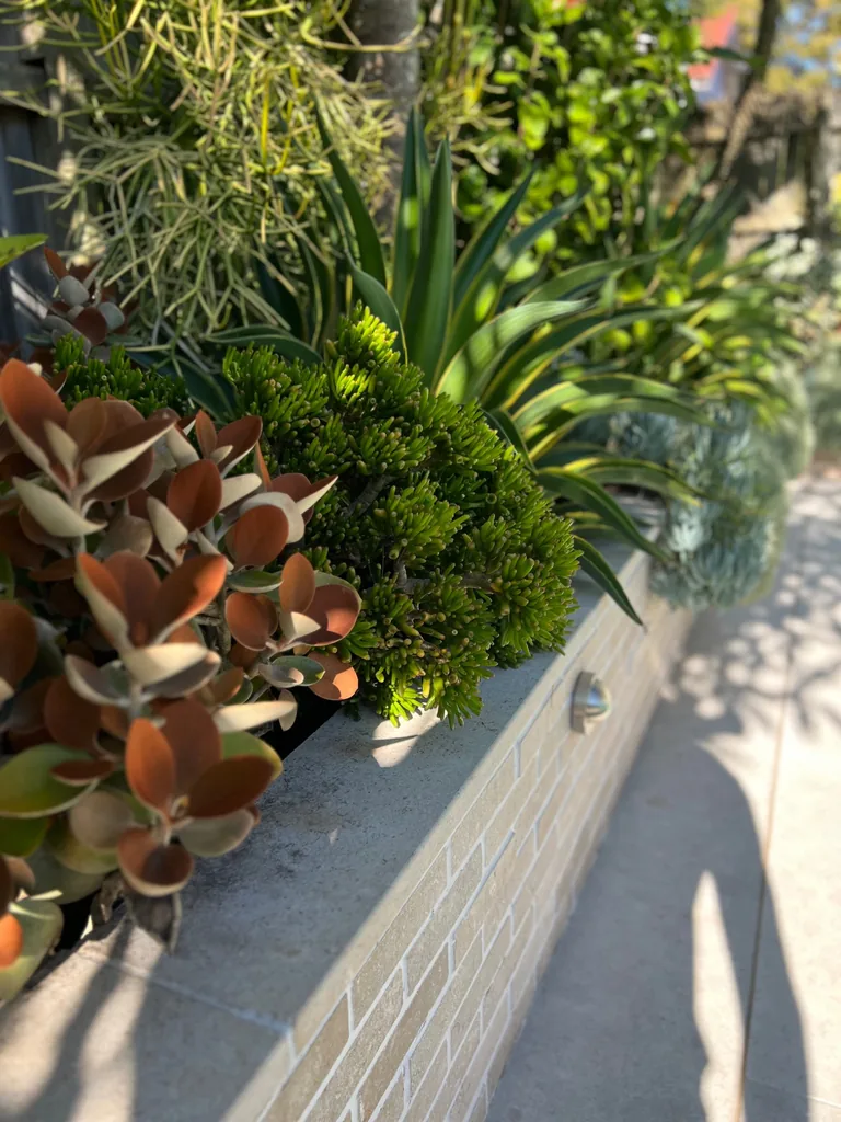 Close view of green and reddish succulent leaves spilling over a pale brick planter